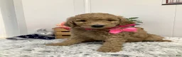 Goldendoodle dogs for sale: Goldendoodle Puppy 3 - Ad 5