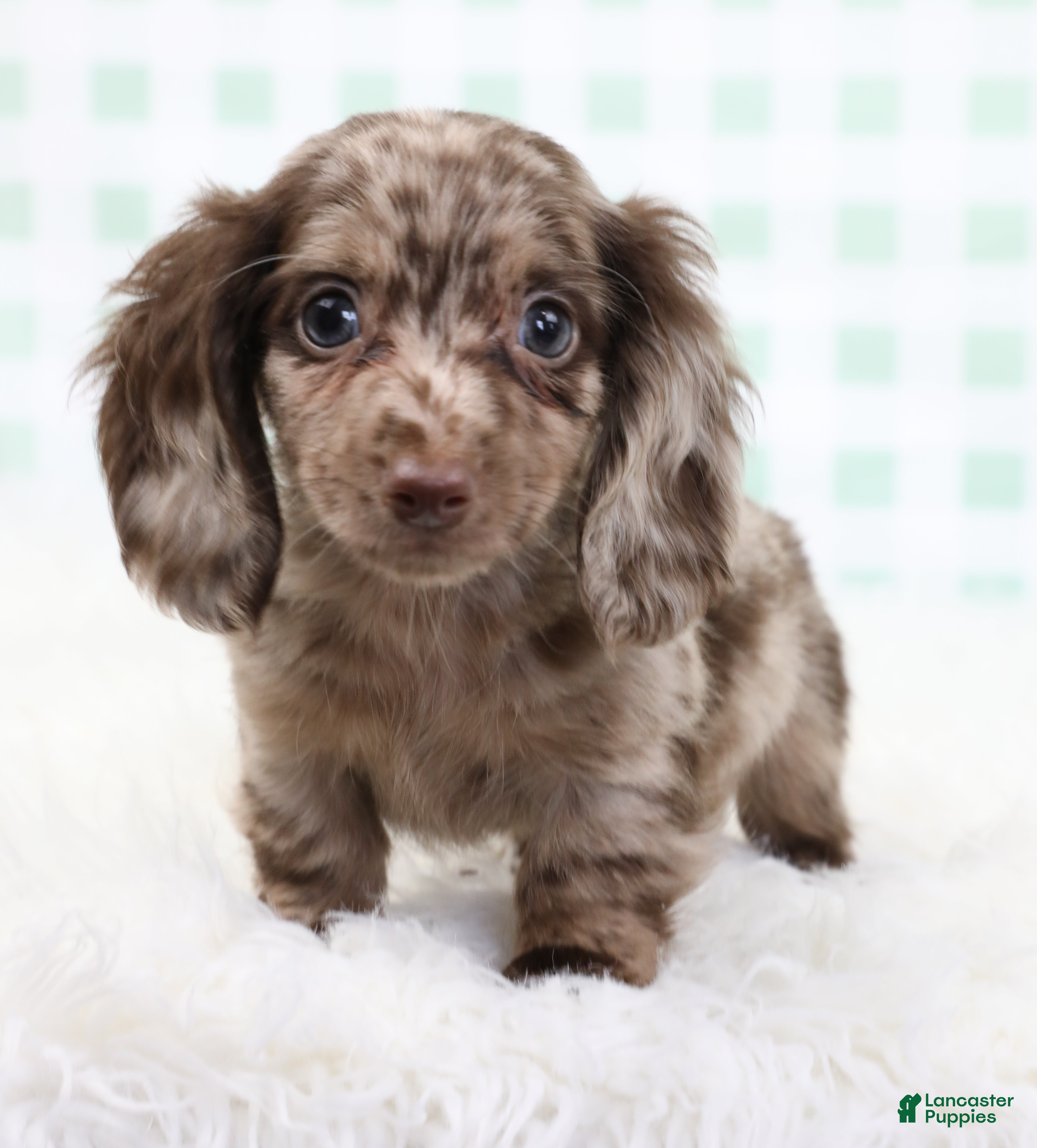 Miniature Dachshund dogs Théo 🥝 - Ad 2