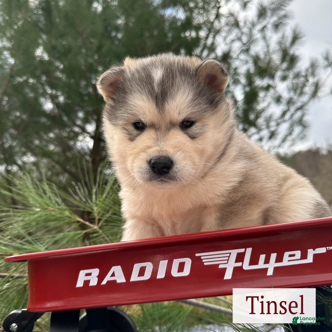 Alaskan Malamute dogs for sale: Tinsel - Ad 2