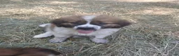 Saint Bernard dogs for sale: Saint Bernard 1 BOY - Ad 3
