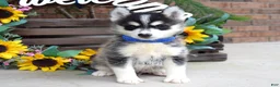 Pomsky dogs for sale: Parker  - Ad 5
