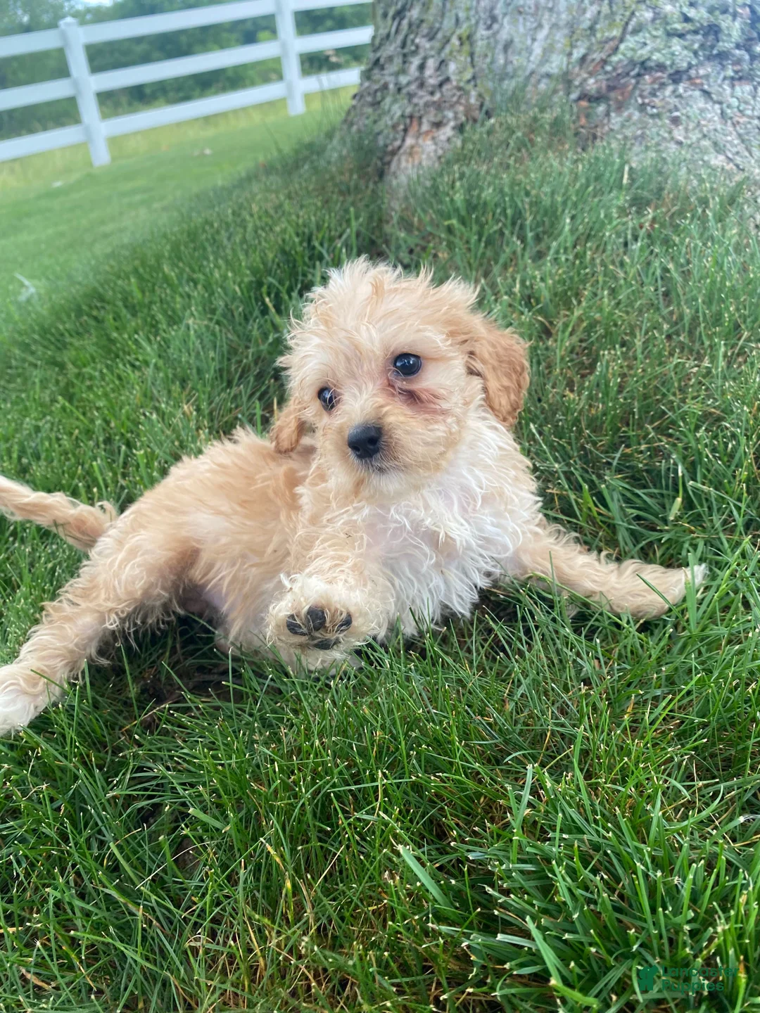 Cavapoo dogs for sale: Millie - Ad 2