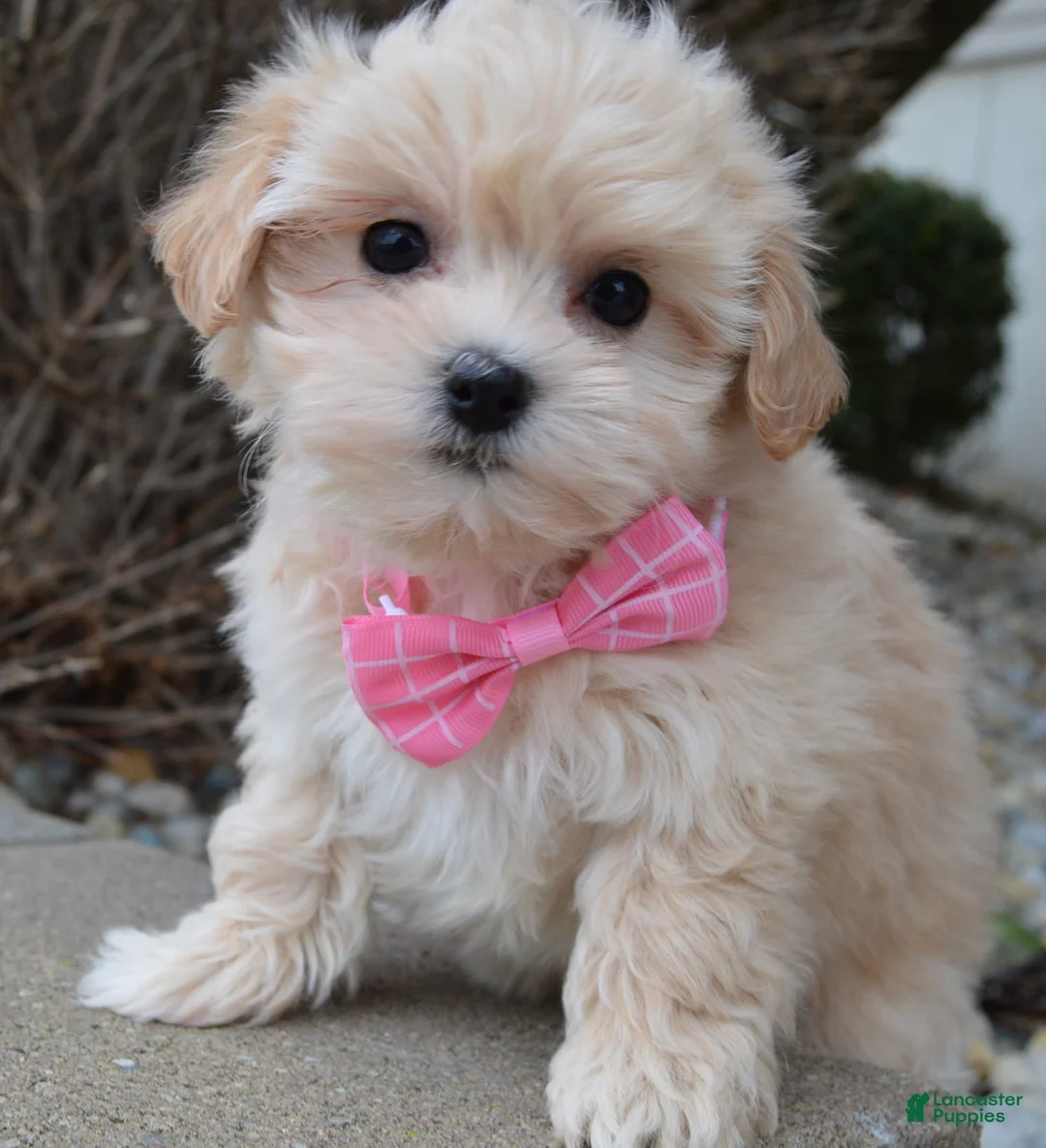 Maltipoo dogs for sale: Maggie - Ad 2