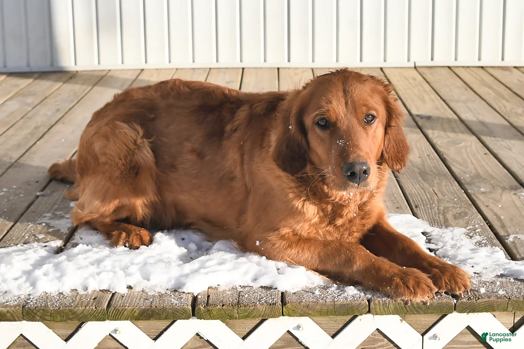 Golden Retriever dogs for sale: Kelly - Ad 6