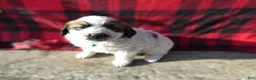 Great Pyrenees dogs for sale: Great Pyrenees Puppy 3 Oscar - Ad 3