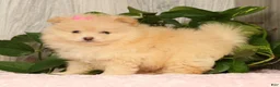 Pomeranian dogs for sale: Cupcake - Ad 2