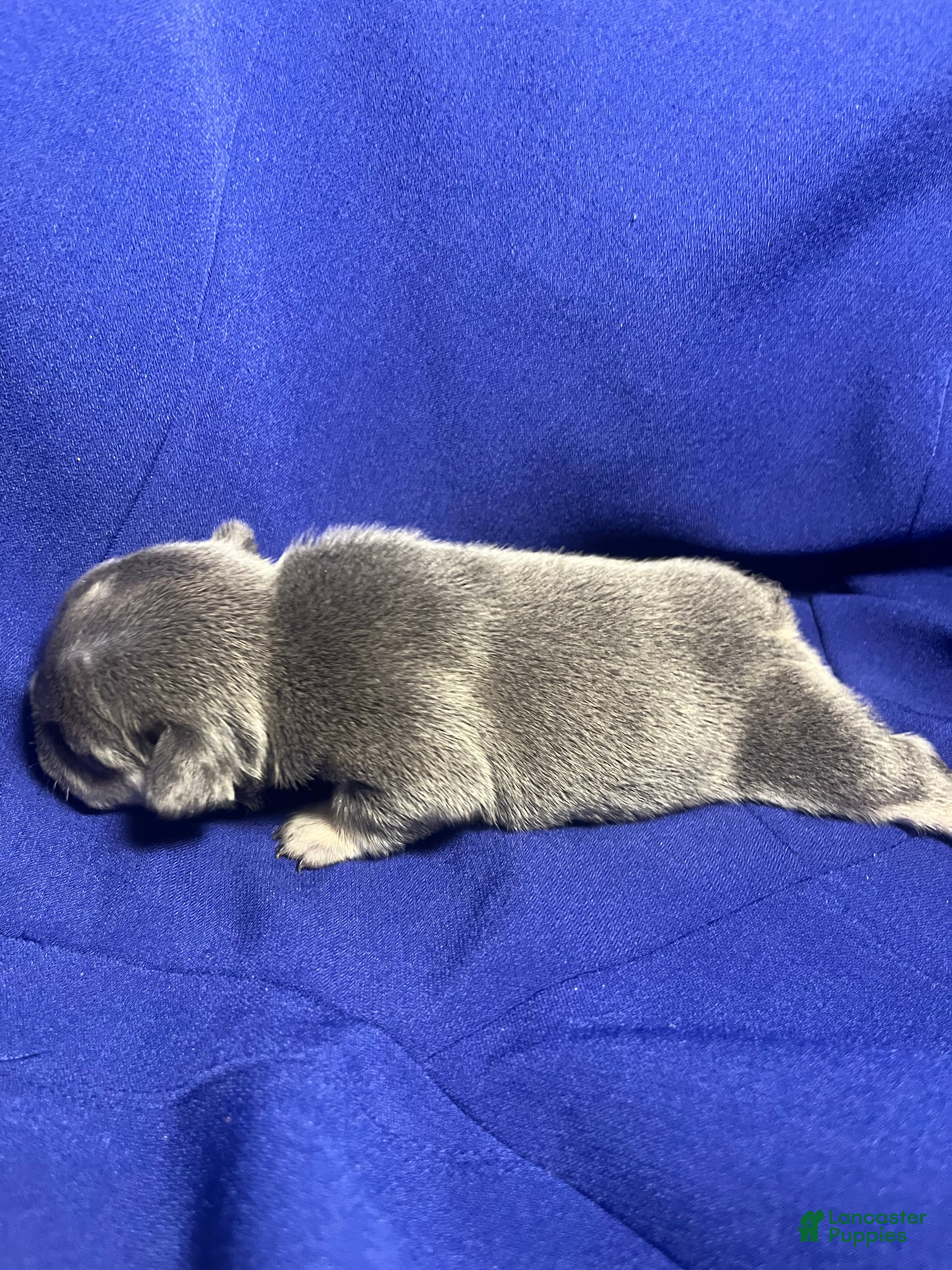French Bulldog dogs French Bulldog 4 - Ad 2