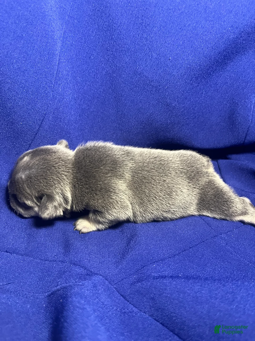 French Bulldog dogs for sale: French Bulldog 4 - Ad 2