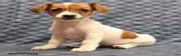 Jack Russell Terrier dogs for sale: Lydia - Ad 3