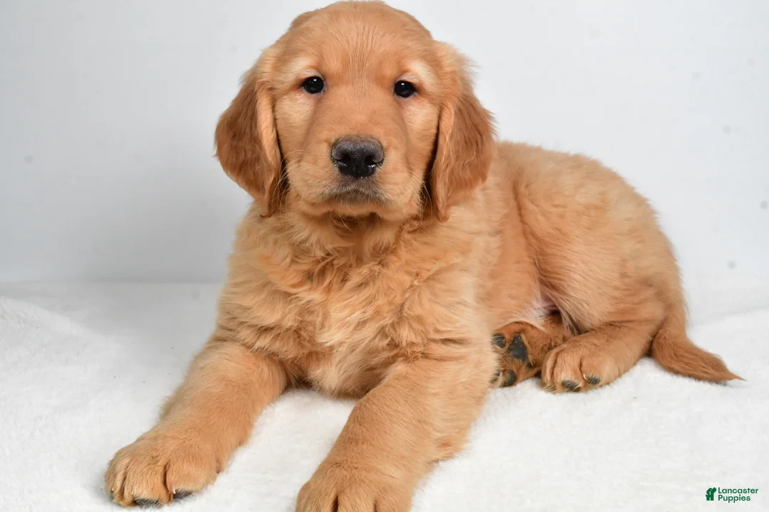 Golden Retriever dogs for sale: Ace - Ad 6