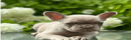 French Bulldog dogs for sale: Viky - Ad 1