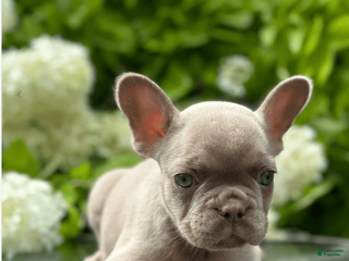French Bulldog dogs Viky - Ad 39