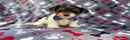 Yorkiepoo dogs for sale: Tuck - Ad 8