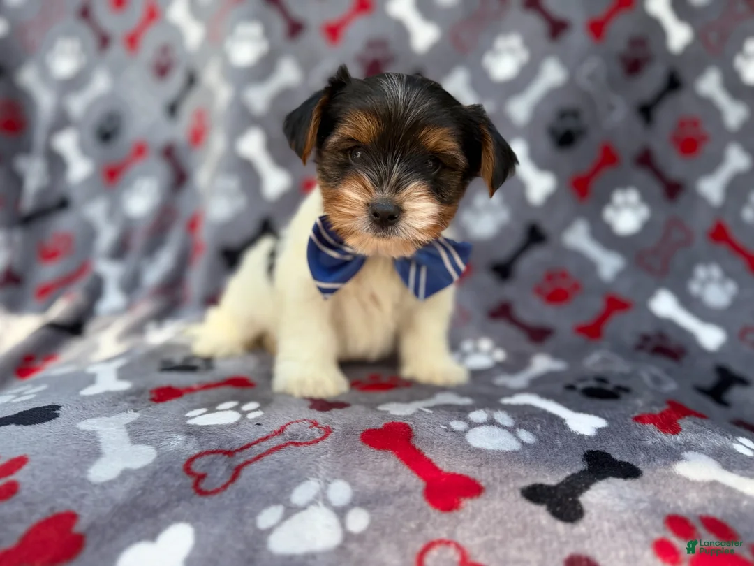 Yorkiepoo dogs for sale: Tuck - Ad 8