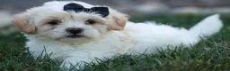 Teddy Bear dogs for sale: Bently 🐶 - Ad 18
