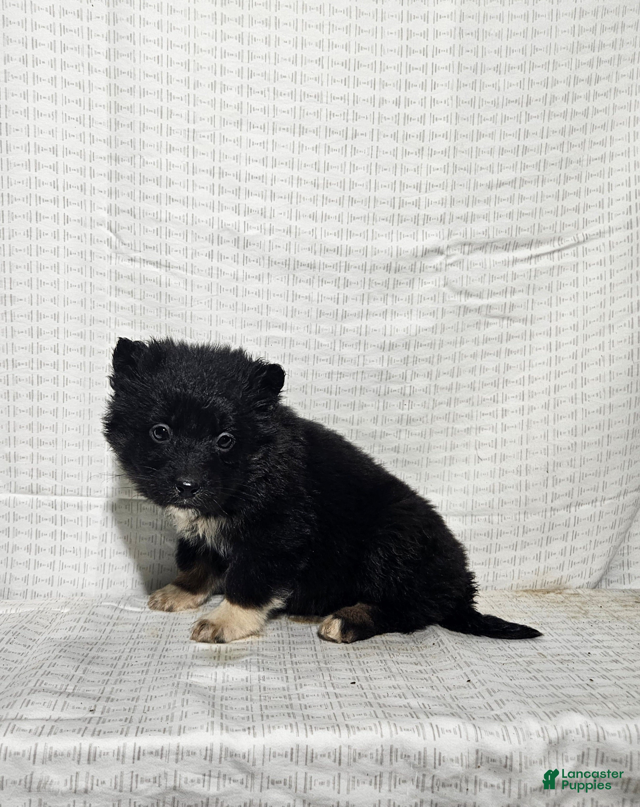 Mixed Breed dogs Lindsey  - Ad 40