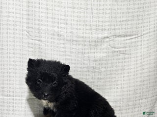 Mixed Breed dogs Lindsey - Ad 26