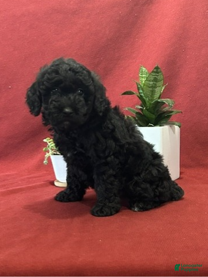 Miniature Poodle dogs for sale: Blacky - Ad 2