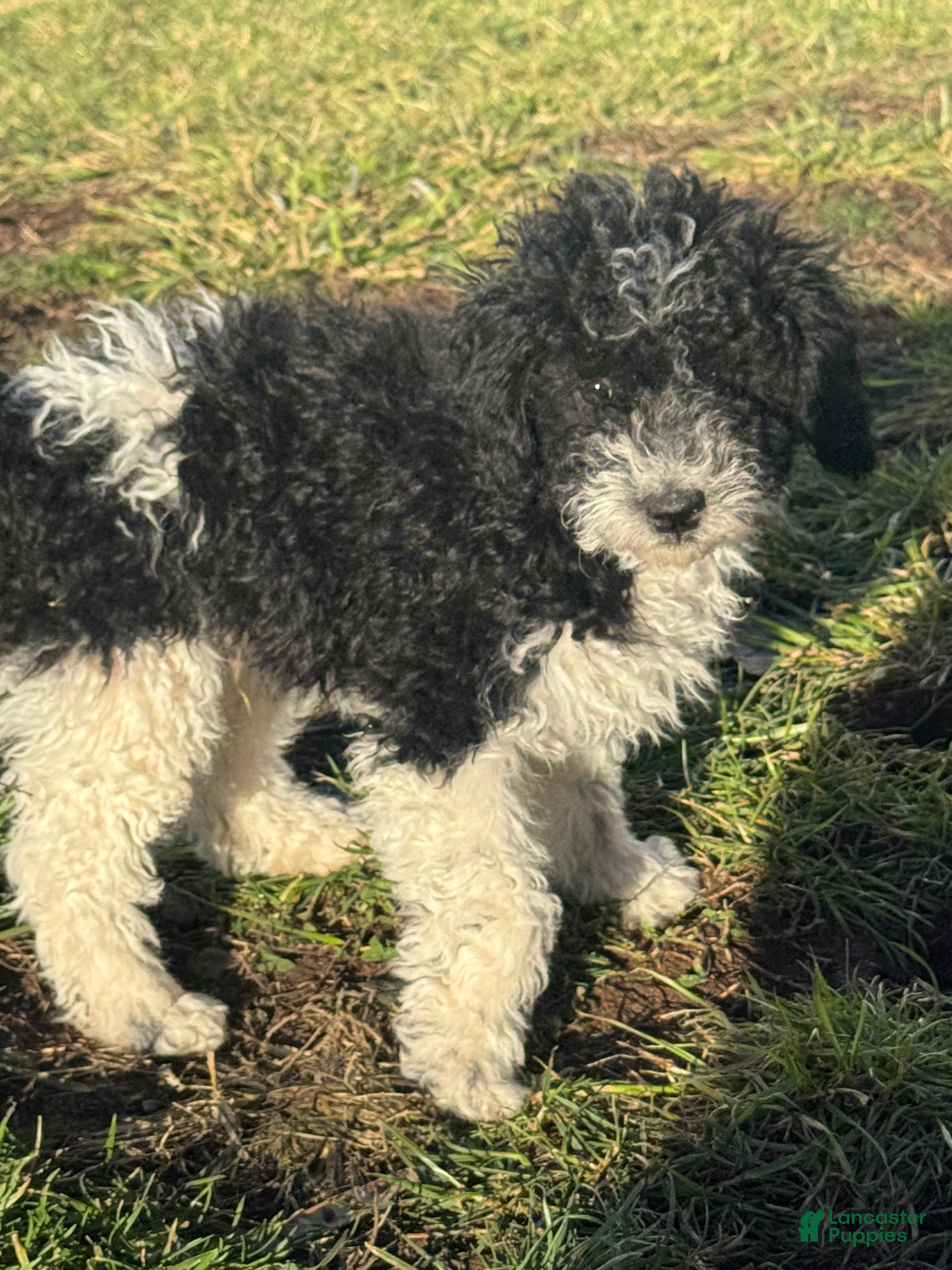 Miniature Poodle dogs Rowdy - Ad 39