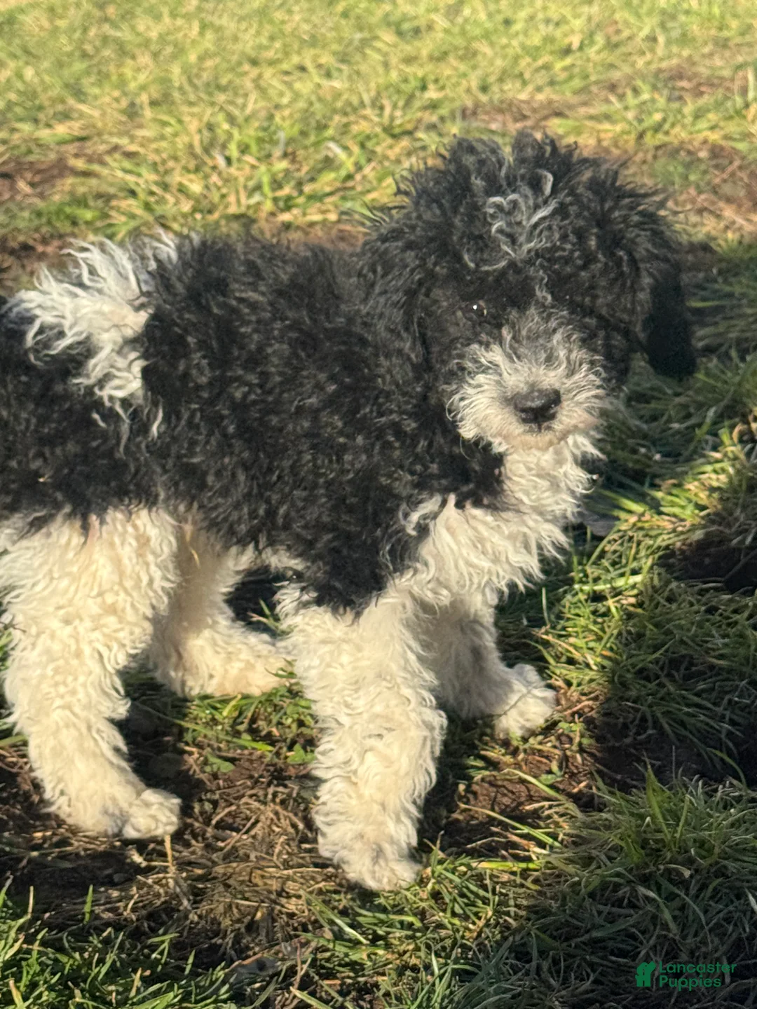 Miniature Poodle dogs for sale: Rowdy - Ad 1