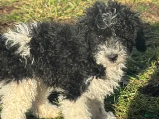 Miniature Poodle dogs Rowdy - Ad 39
