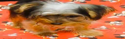 Yorkshire Terrier dogs for sale: Yorkshire Terrier 2 - Ad 1
