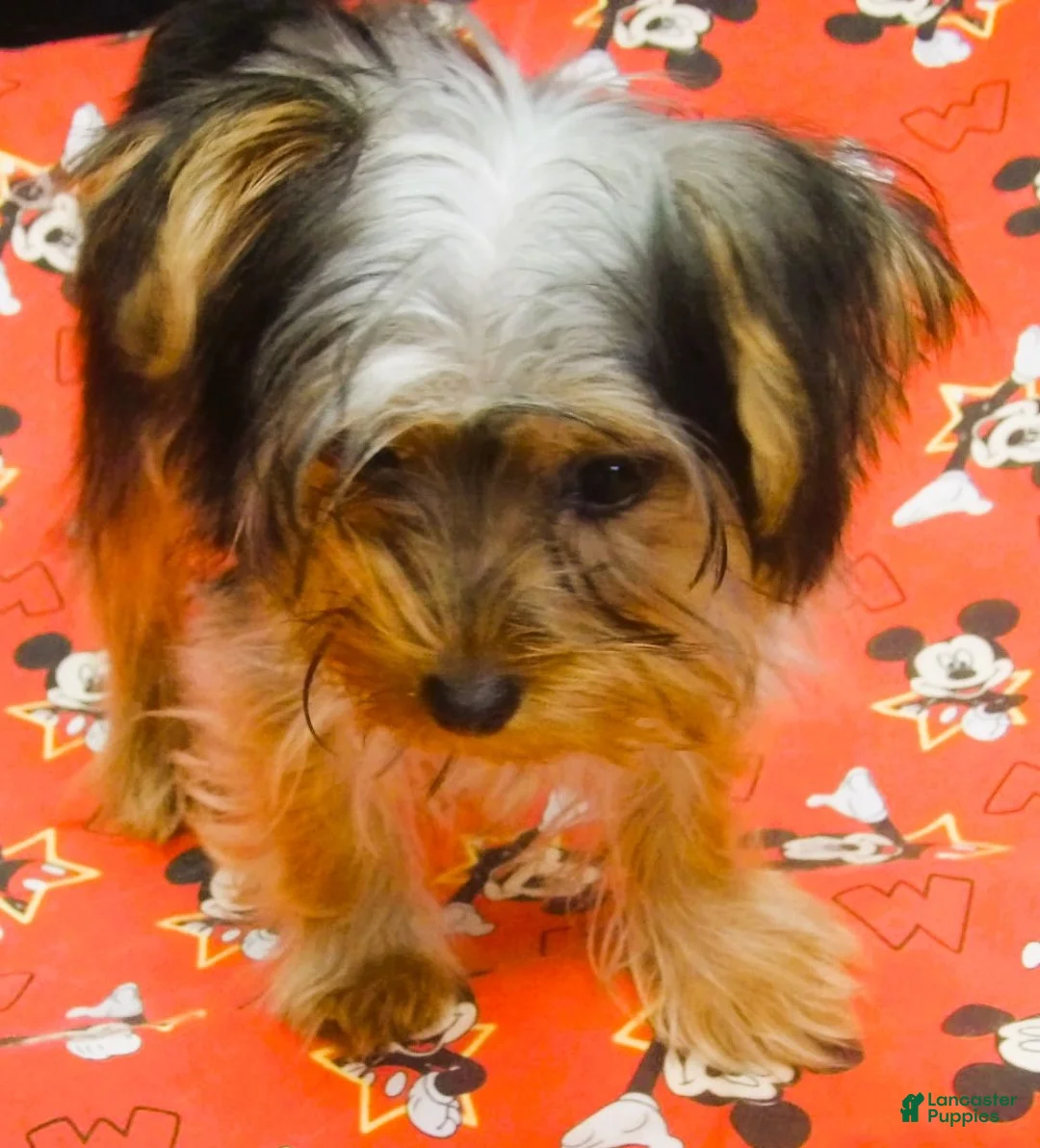Yorkshire Terrier dogs for sale: Yorkshire Terrier 2 - Ad 1