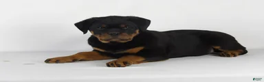 Rottweiler Puppy 5