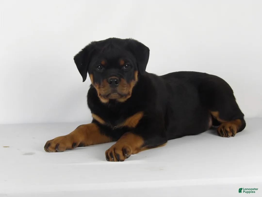 Rottweiler dogs for sale: Rottweiler Puppy 5 - Ad 1