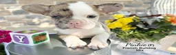 Mixed Breed dogs for sale: Pinkie - Ad 4