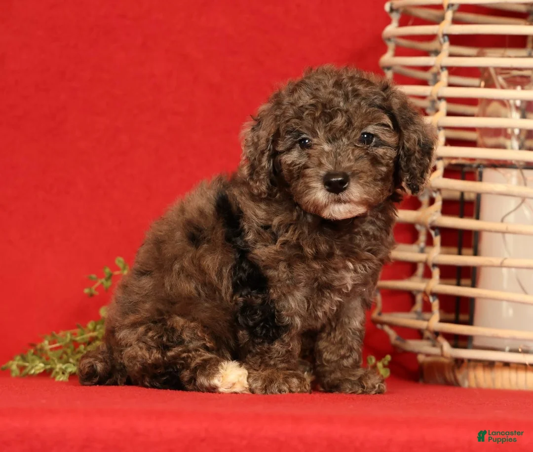 Miniature Poodle dogs for sale: Maggie - Ad 1