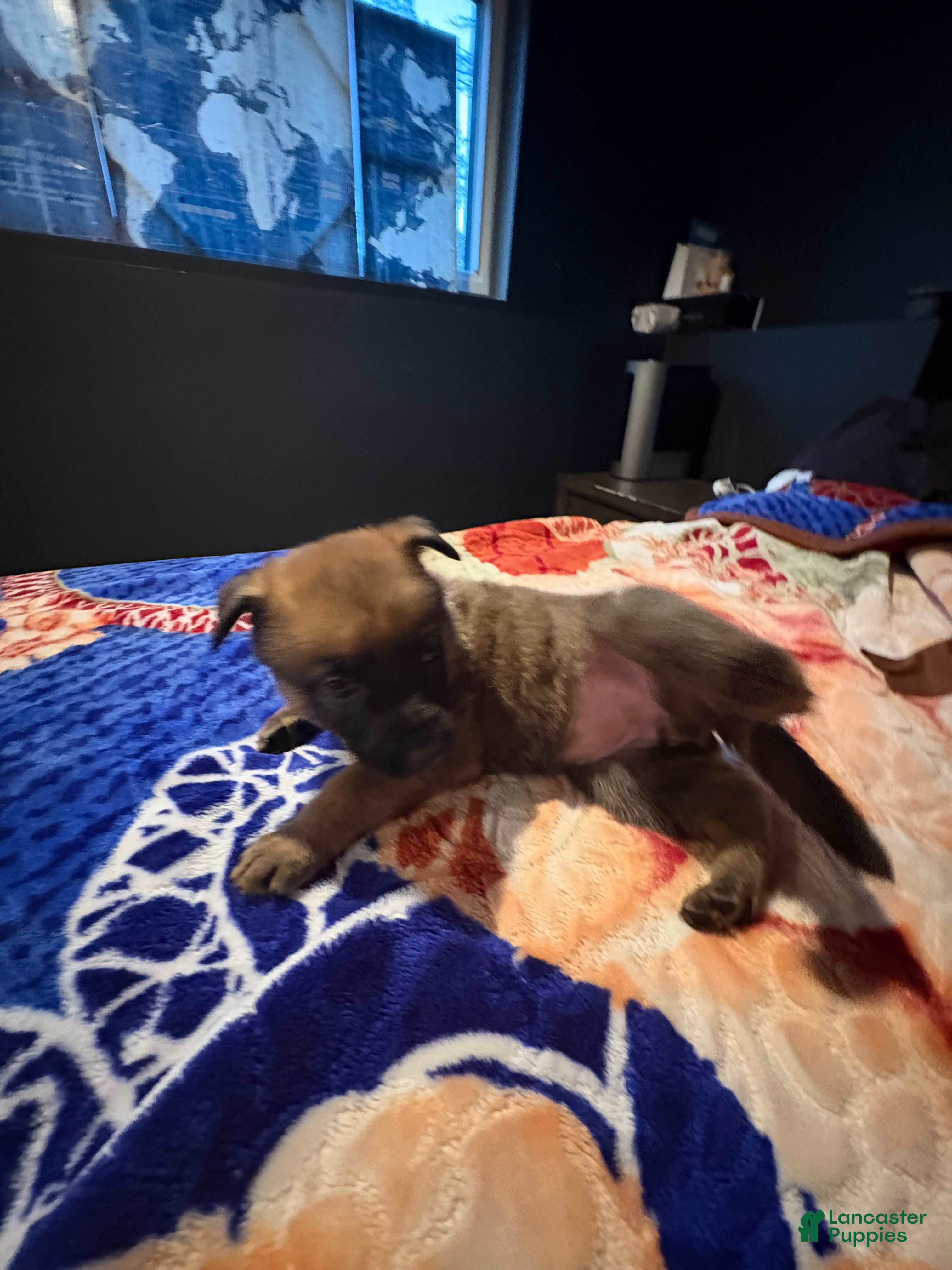 Mixed Breed dogs Daffodil - Ad 1