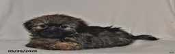 Teddy Bear dogs for sale: Cole - Ad 1