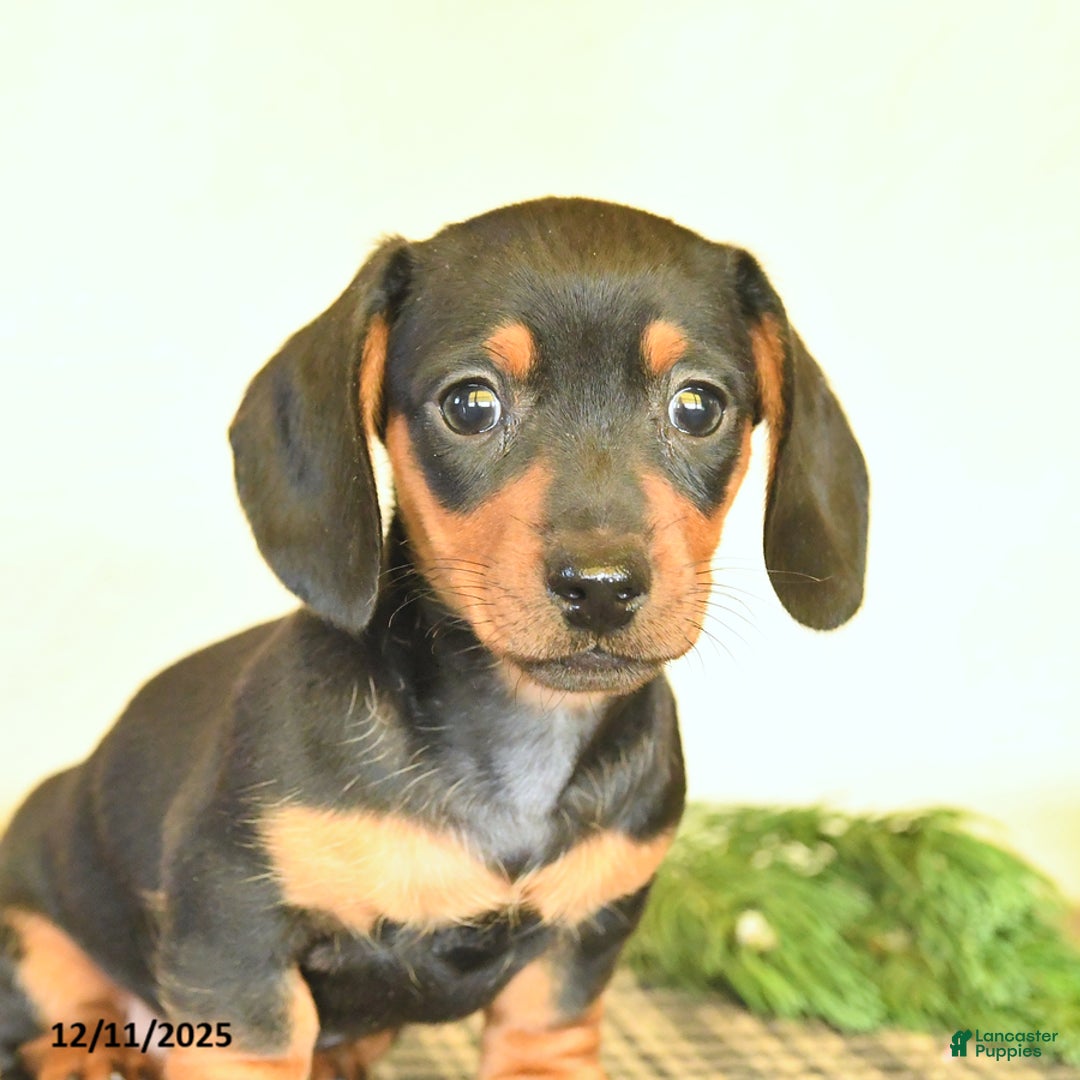 Dachshund dogs for sale: River - Ad 2