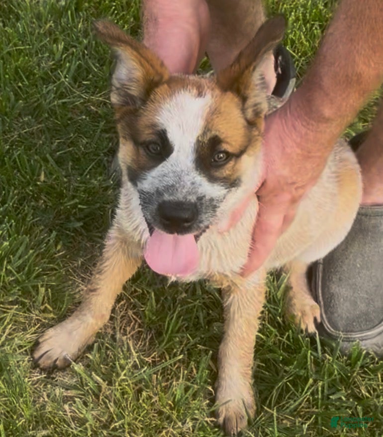 Australian Cattle Dog dogs Georgie Girl - Ad 31