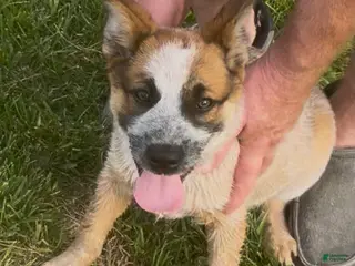 Australian Cattle Dog dogs Georgie Girl - Ad 31