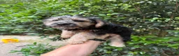 Yorkiepoo dogs for sale: Yorkiepoo 1 - Ad 1