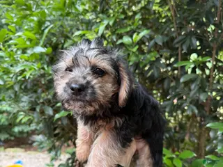 Yorkiepoo dogs Yorkiepoo 1 - Ad 4