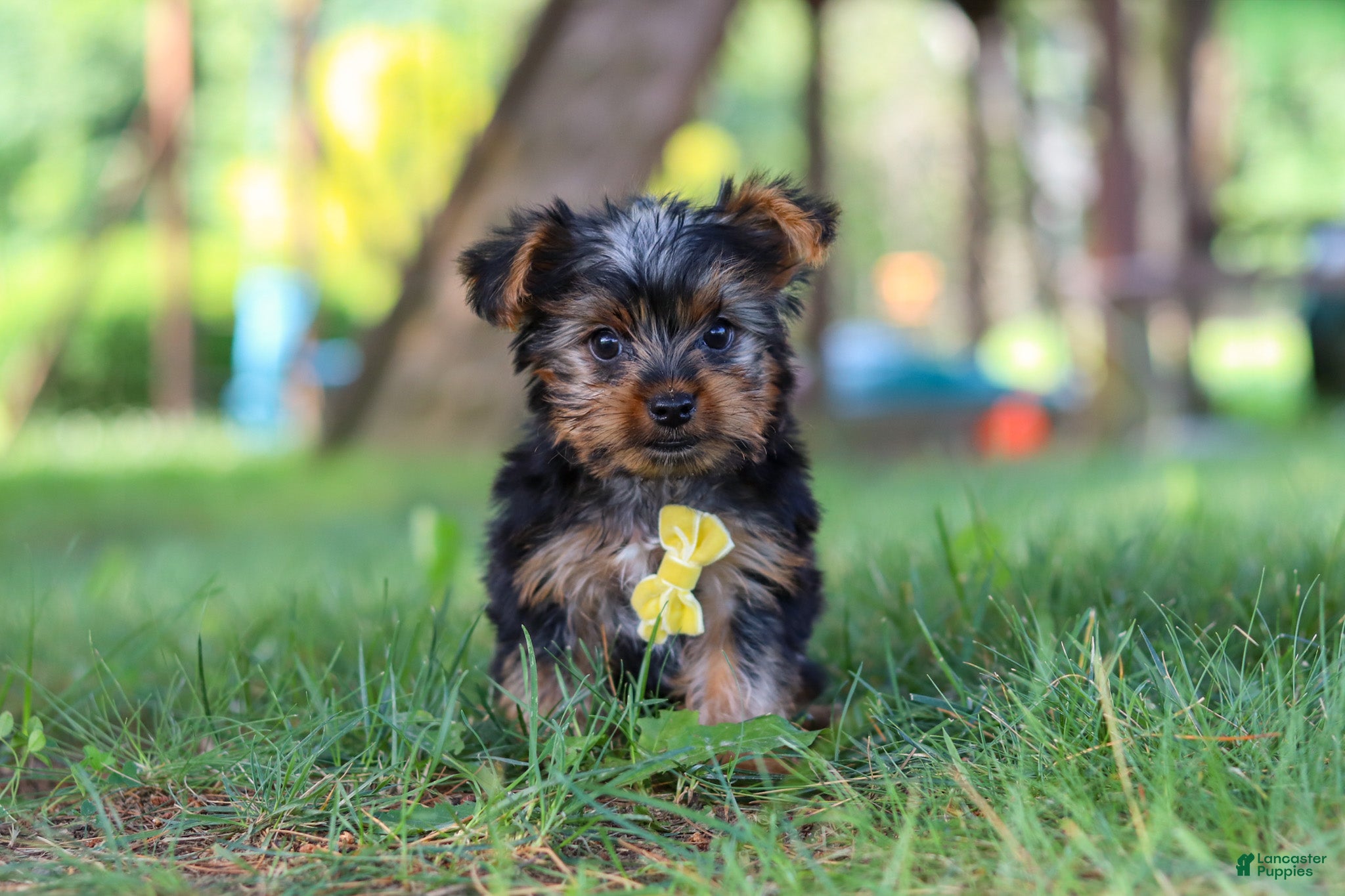 Yorkshire Terrier dogs for sale: Bentley - Ad 1