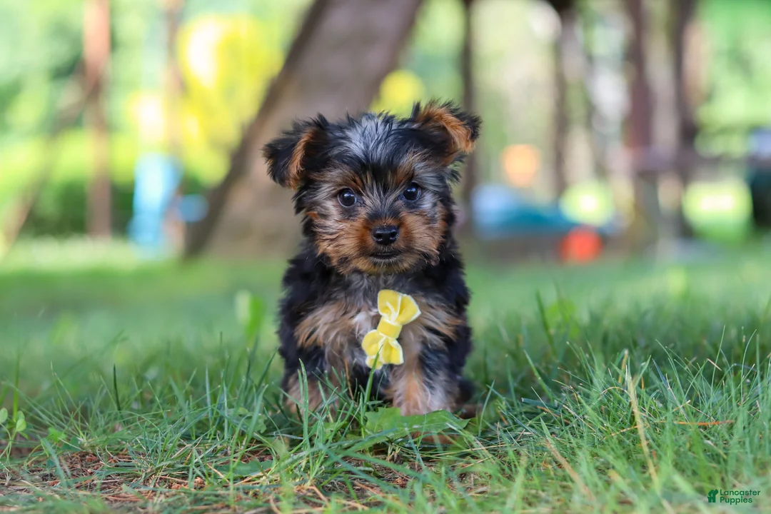 Yorkshire Terrier dogs for sale: Bentley - Ad 1