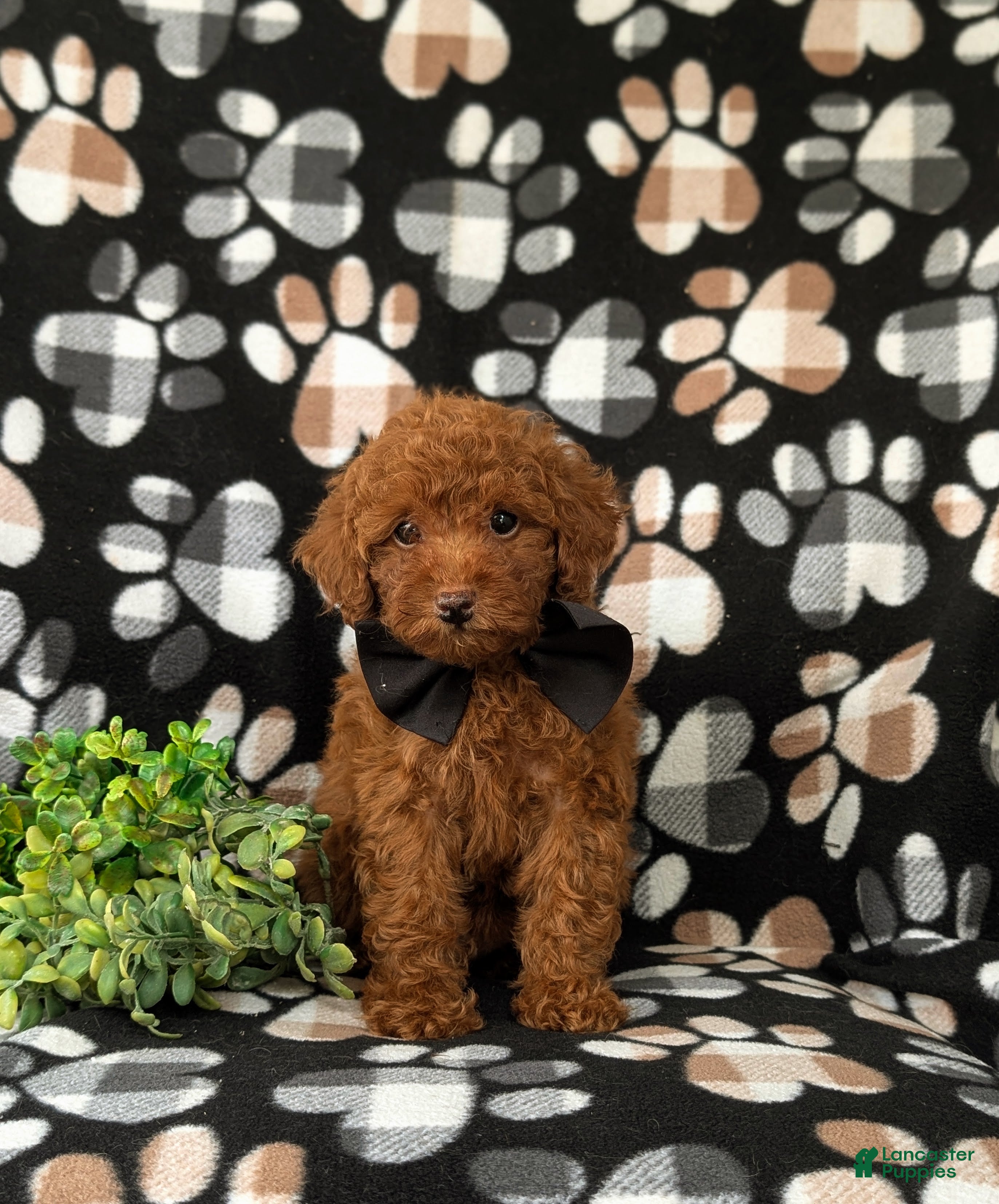 Toy Poodle dogs Willis 7 lbs Full Grown - Ad 2