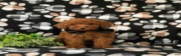 Toy Poodle dogs for sale: Willis 7 lbs Full Grown - Ad 4