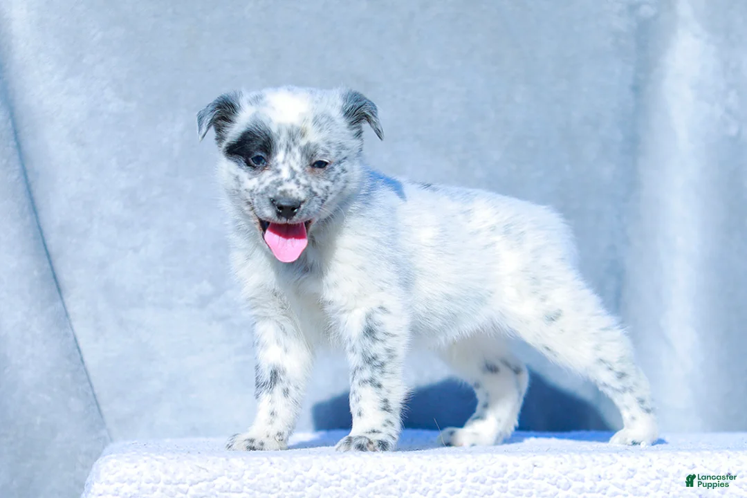 Australian Cattle Dog dogs for sale: David - Ad 1
