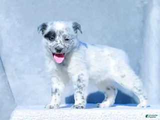 Australian Cattle Dog dogs David - Ad 3