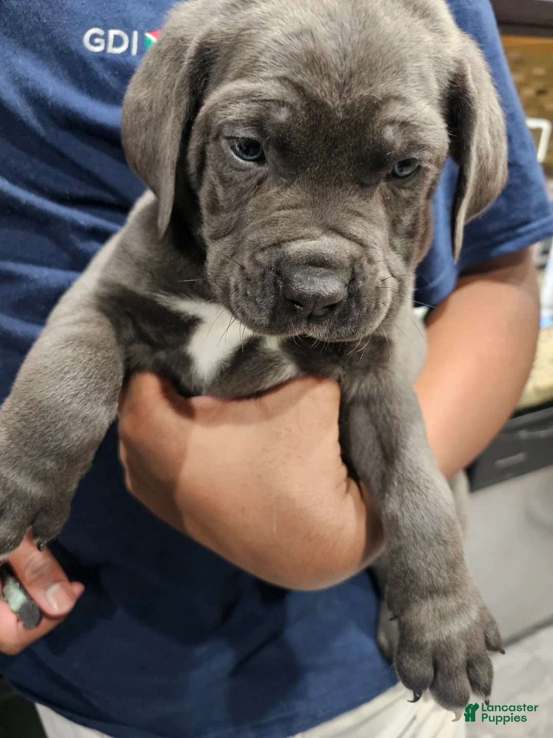 Cane Corso dogs for sale: Cane Corso Puppy 1 - Ad 1
