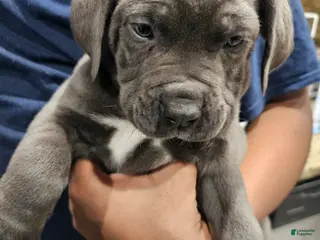 Cane Corso dogs Cane Corso Puppy 1 - Ad 9