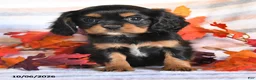 Cavalier King Charles Spaniel dogs for sale: Lacy - Ad 3