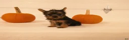 Yorkshire Terrier dogs for sale: Mia  - Ad 9