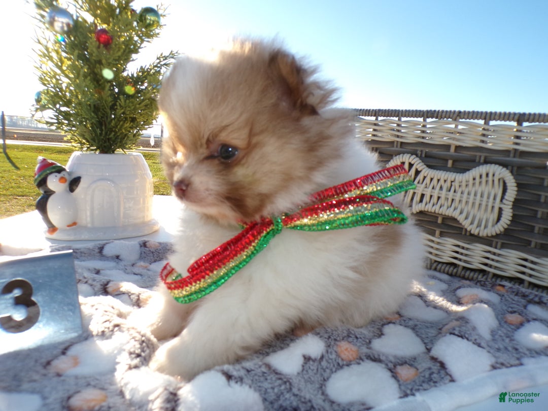 Pomeranian dogs for sale: Pomeranian Puppy 3 Little Guy - Ad 3