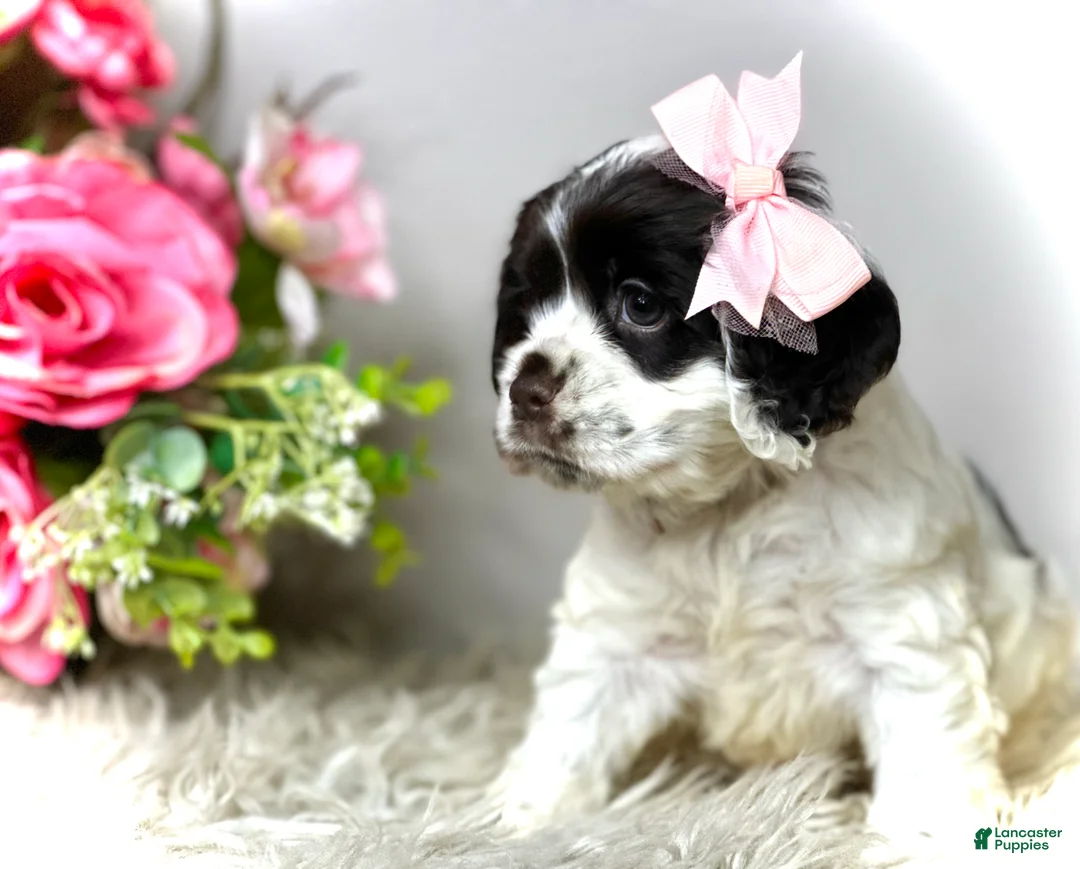 Cocker Spaniel dogs for sale: Rosie  - Ad 1